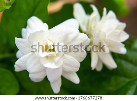 Two white jasmine flowers image