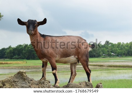 Picture of a beautiful goat.