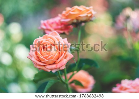 Garden roses, pink flowers, nature background. Floral wallpaper. Rosebush. Royalty-Free Stock Photo #1768682498