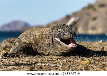Komodo dragon close-up photography in Komodo island