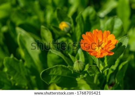 One blooming flower of bright orange calendula closeup, illuminated by the sun's rays against a background of green leaves.