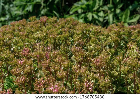 Close-up plant of stonecrop with green and slightly pink leaves in the garden.