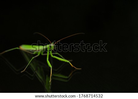 Giant Asian Green Praying Mantis isolated on Black background. Hierodula membranacea in a left side of screen