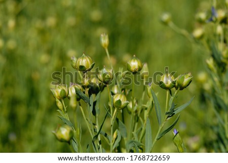 Flax blossoms on the field in summer closeup. Shallow depth of field Royalty-Free Stock Photo #1768722659