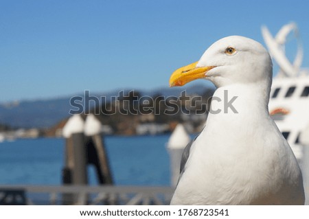 Close Up of Seagull Head and Beak with Boat Dock and Water in Background