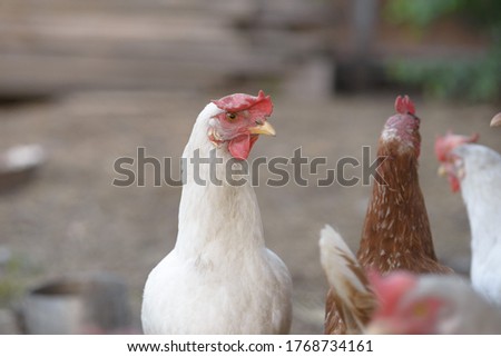 A white hen looks at the camera. Close up, copy space, selective focus.	