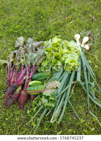 fresh vegetables from the plot arranged on the grass; chives, cucumbers, lettuce, beetroot, onion
