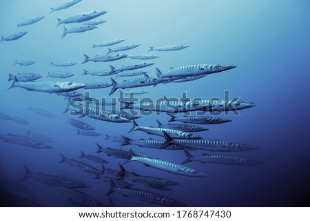 Detail of school of barracuda fish in the Mediterranean sea underwater. Marine fauna of the Mediterranean island of Majorca Royalty-Free Stock Photo #1768747430