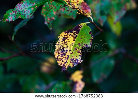 close-up of foliage during the fall season