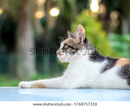 Calico cat evening time, shallows depth of fields, focus,