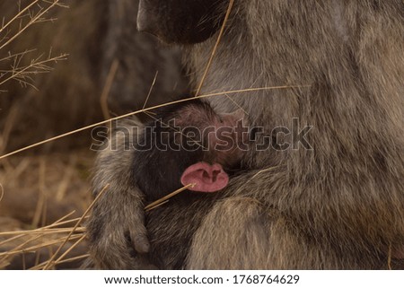 young baby baboon suckling from its mom