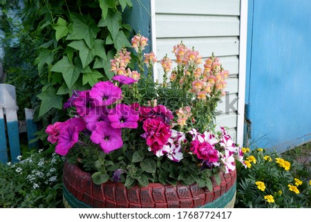 Homemade flowerbed from a car tire with flowers (petunia, snapdragon, marigolds), near the garage