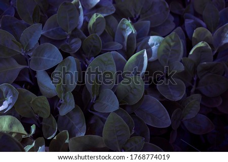 Natural dark purple  and small green leaves. Abstract green texture, natural background for wallpaper
