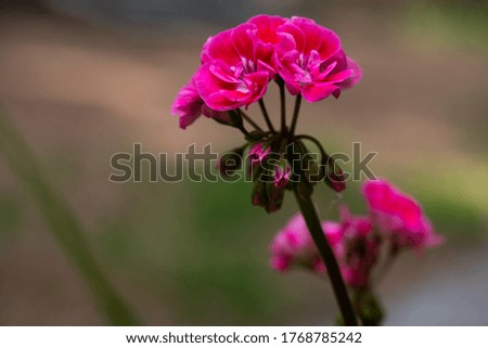 A pink Geranium (pelagronium) against a natural, earth tone background.