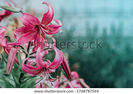  Pink lilies, blank for greeting card. Place for text.