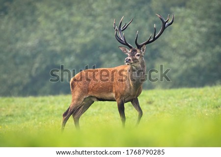 Majestic red deer, cervus elaphus, standing on meadow in summer nature. Dominant male mammal with massive antlers looking into camera on green field. Strong wild animal observing his territory. Royalty-Free Stock Photo #1768790285