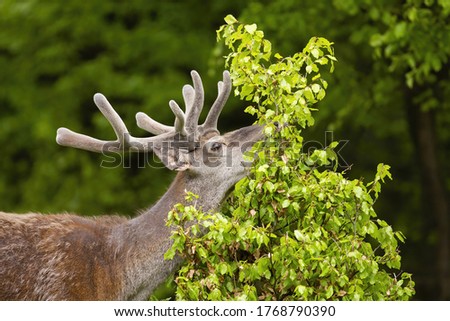 Red deer, cervus elaphus, stag feeding on fresh new leafs of little tree in summer nature. Close-up of male mammal grazing foliage from side. Animal wildlife eating in forest. Royalty-Free Stock Photo #1768790390