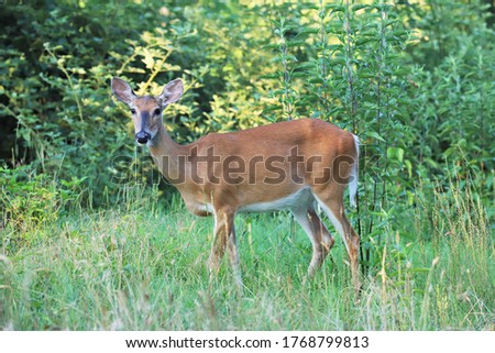Roe deer standing in a field
