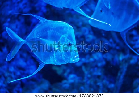 Blue semi-transparent fishes in aquarium.