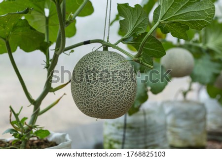 green melon fruit on tree at farm house