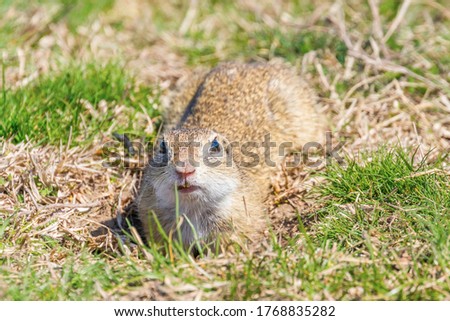 Souslik (Spermophilus citellus) European ground squirrel in the natural environment