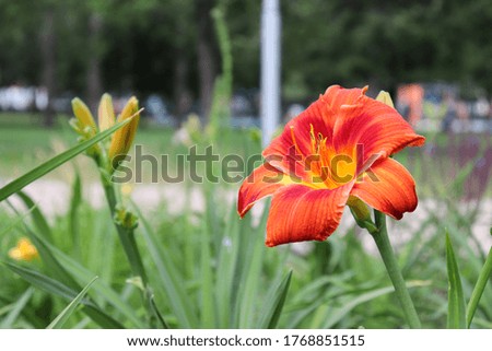 red lily  in the park