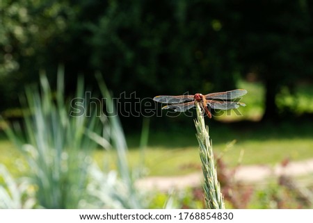 Beautiful nature scene close-up or macro picture of dragonfly. Dragonfly in the nature.