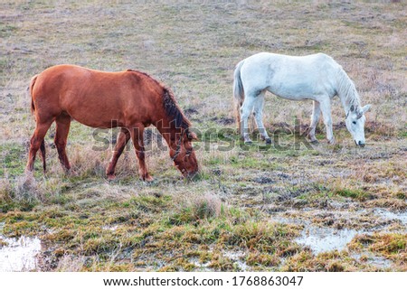 Horses on the Meadow after the Rain . Rustic Sceney with Grazing Horses. Brown and White Horse on the Pasture 