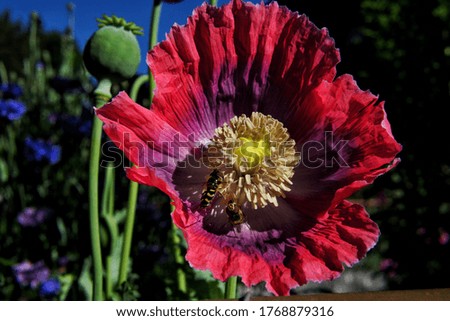 bees collect nectar in a poppy flower