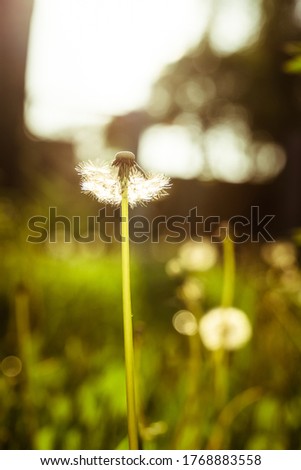 Backlit white dandelion flower growing in a field. Portrait orientation with copy space