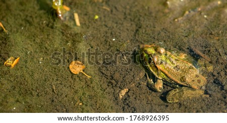 High angle view of a frog in water