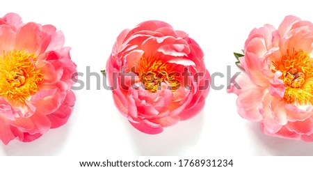Fresh beautiful coral peonies close up on the white background banner
