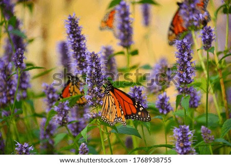 Close up view of a red colored butterfly (tortoiseshell) on a purple colored flower with out of focus background of more butterflies and flowers