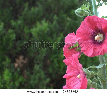 Red Hollyhock blooms with open space on the left side of the image.