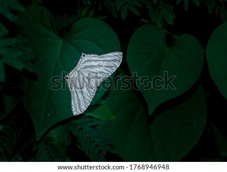 Closeup of Micronia aculeata moth on forest with dark background 