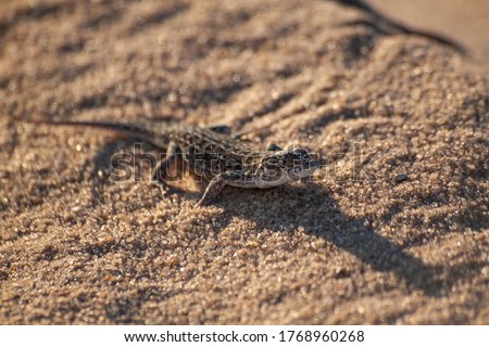 The sand lizard (Lacerta agilis)