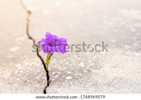 Purple flower growing from crack in the rod, hope and new growth in the middle of crisis banner, new life new hope