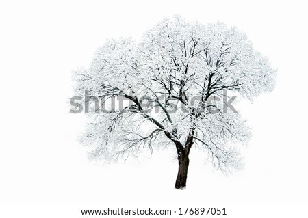 Lonely tree in winter isolated on white background. Royalty-Free Stock Photo #176897051