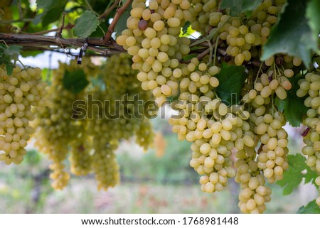 Vineyard, Bunches of wine grapes on vine