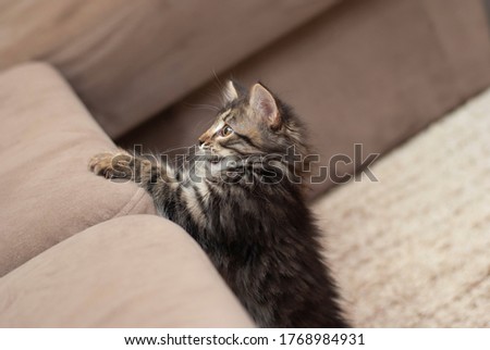 Small cute beautiful playful little brown and grey kitten standing and looking to the left and up, portrait close-up picture