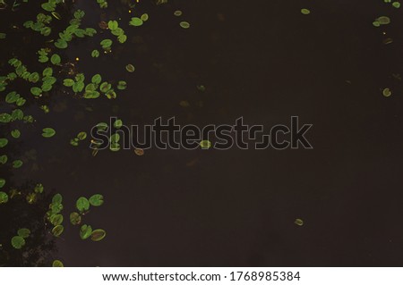texture of the surface of the water in the river with water lilies with place for your text