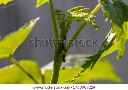 plant louse on the black currant
