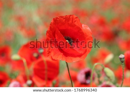 Red poppy flower  on the meadow, symbol of Remembrance Day or Poppy Day.
