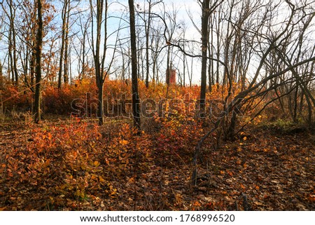 fallen autumn leaves and orange bushes