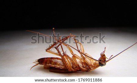 close up of cockroach isolated on white background.
closeup cockroach deceased.
dead cockroach.
american cockroach.
health, hygiene.
insects, insect, bugs, bug, animals, animal. Royalty-Free Stock Photo #1769011886