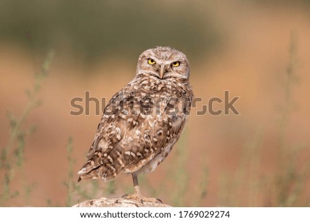 A Burrowing Owl Winking at Viewers