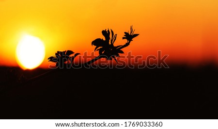 Trees silhouette on sunset, beauty in nature.
