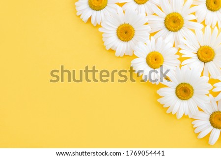 Chamomile flowers close-up on yellow background. Hello summer concept. Top view, layout, copy space.