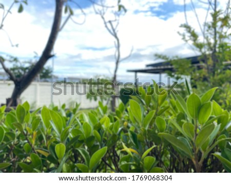 Blur picture of close up green leaf with blue sky and cloud background