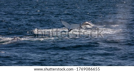 A tail of a humpback whale in the ocean